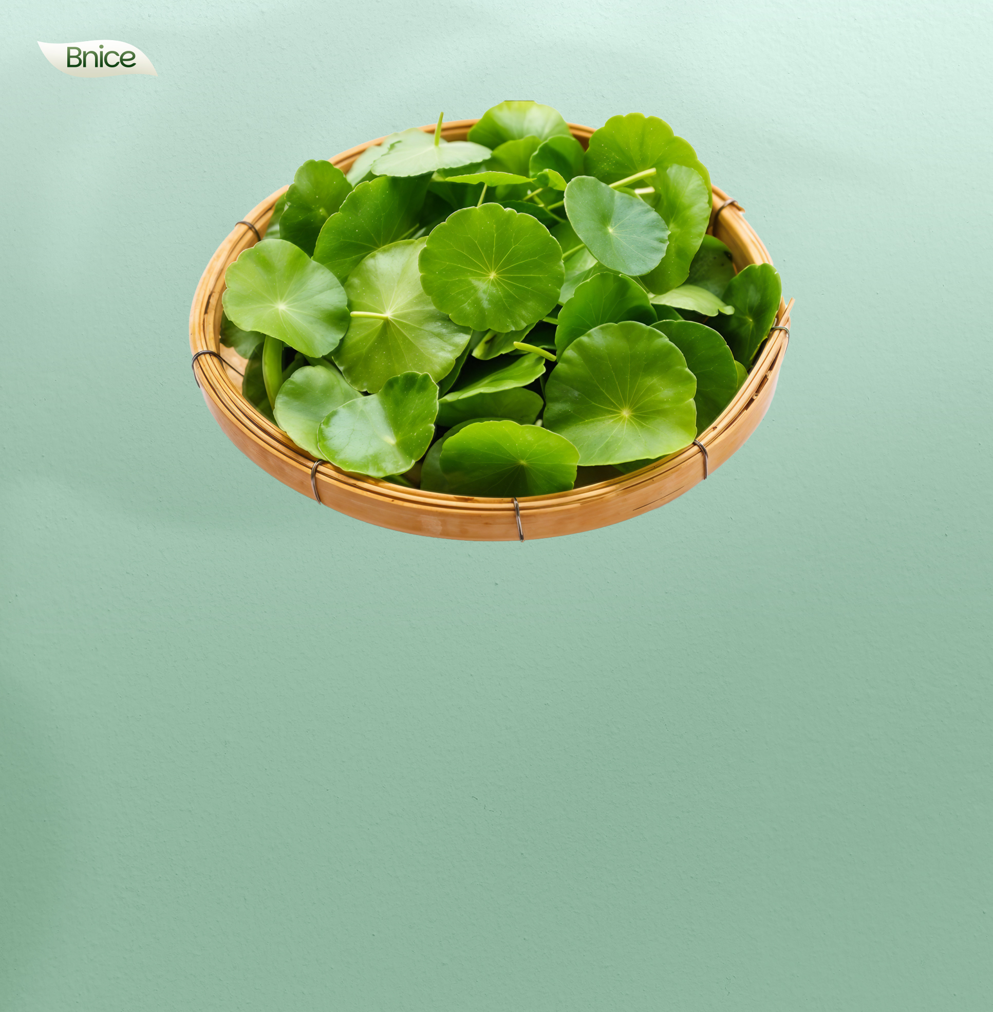 Công nghệ Liposome từ rau má